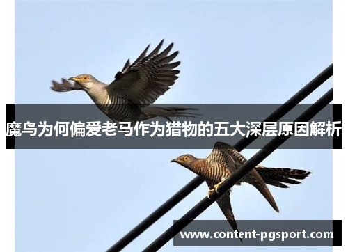 魔鸟为何偏爱老马作为猎物的五大深层原因解析